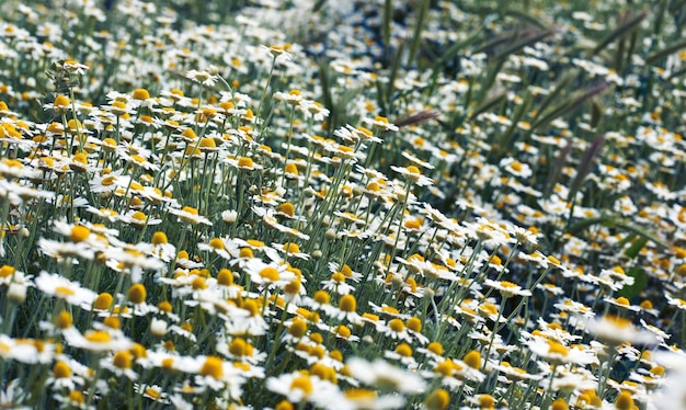 Большое поле с белыми цветущими ромашками в весенний день