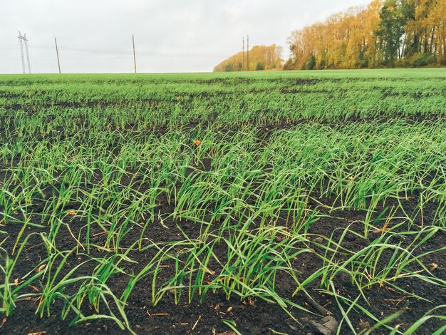 Grande campo con erba verde giovane con tempo nuvoloso 1