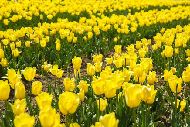 Large field of yellow colored tulip flowers