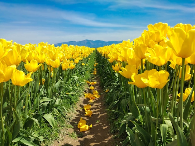 large field of yellow tulips in the mountains