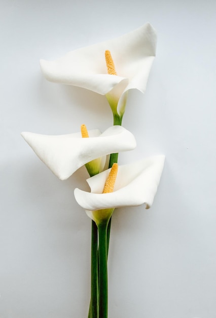 Large flawless white Calla lilies flowers Zantedeschia aethiopica