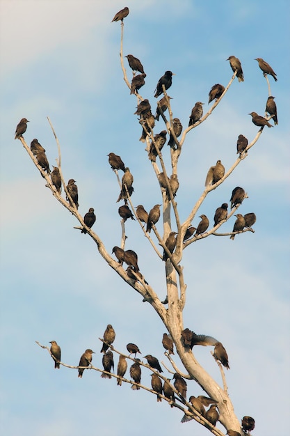 Large flock of birds is sitting on dried tree, the migration of group of birds