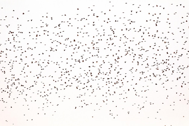 Large flock of birds on a white background