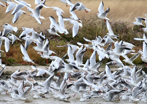 A large flock of black-headed gulls in flight