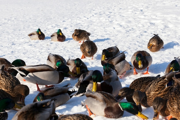 A large flock of ducks that stayed for the winter in Europe, the cold season with frosts and snow, ducks sit in the snow