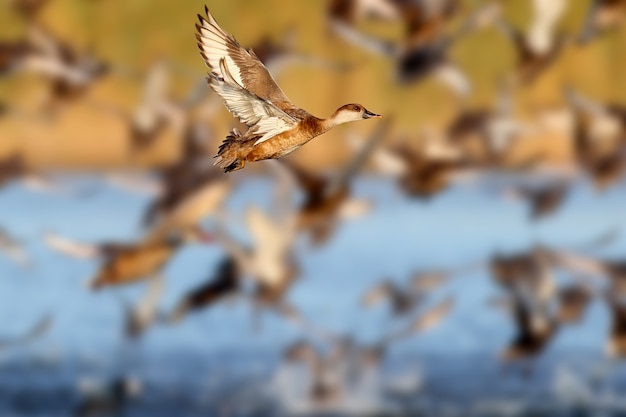 Large flock of  red-crested pochard (Netta rufina) take off.
