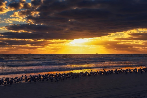 Large flock of seagulls over a sand beach in Florida at sunset