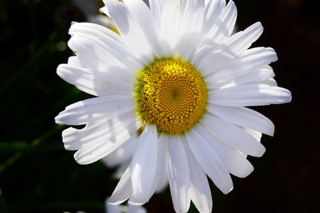 large flower of white chamomile isolated on black