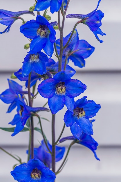 Фото Крупноцветковый домашний скот или дельфиниум (delphinium grandiflorum), травянистые растения рода larkspur из семейства лютиковых (ranunculaceae).