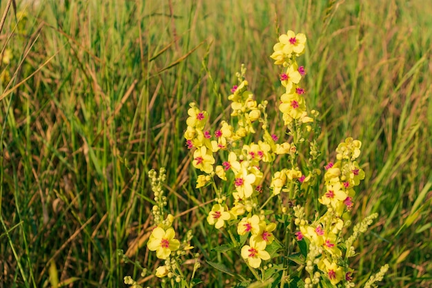 큰 꽃이 만발한 뮬레인, 뮬레인, Verbascum densiflorum