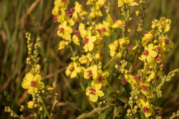 큰 꽃이 만발한 뮬레인, 뮬레인, Verbascum densiflorum