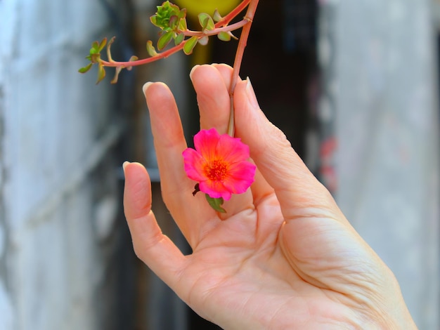 Foto portulaca a fiore grande in una mano
