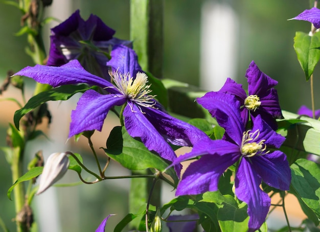 Large flowers of blue climatis in the bright sun in the garden