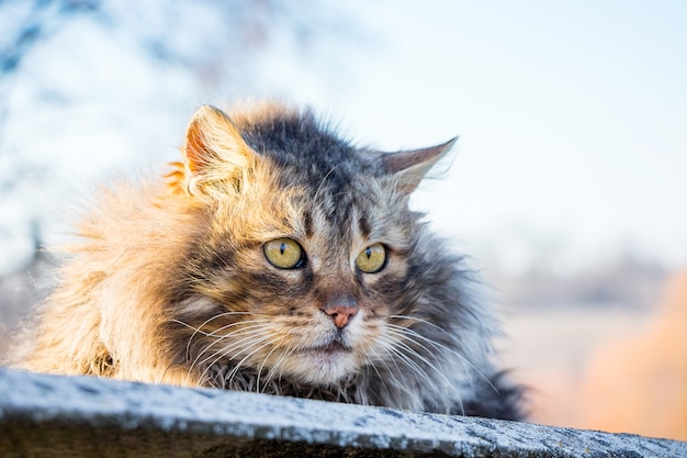 A large fluffy cat sits in the street against the sun