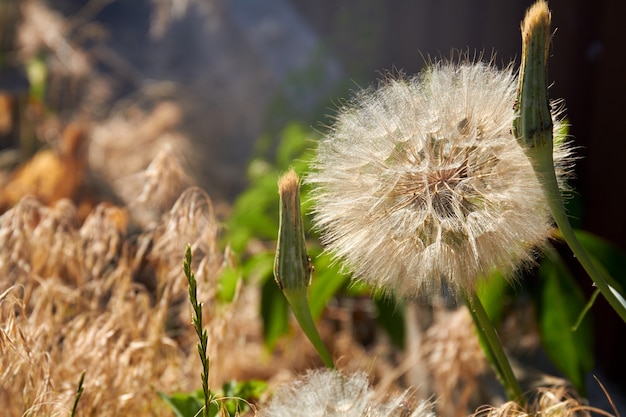 Large fluffy dandelion flower amoung dry grass