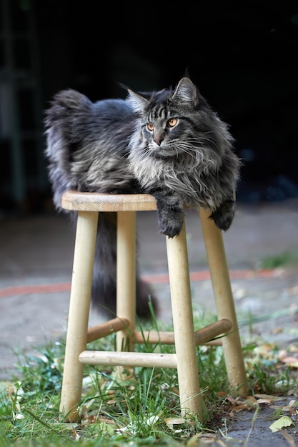 Large fluffy silver Maine coon cat lies on the stool in the backyard of the house