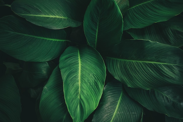 Large foliage of tropical leaf with dark green texture