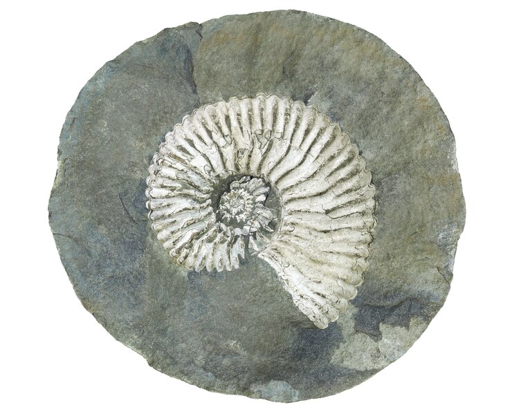 Large fossil of an extinct mollusc ammonite within a cracked concretion isolated on white background
