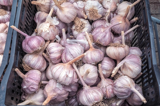 Il grande aglio fresco viene venduto al mercato ortofrutticolo. pianta vegetale piccante