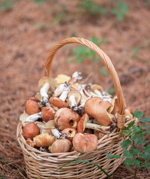 Foto grandi funghi porcini freschi ed erbe di bosco in un cesto di vimini