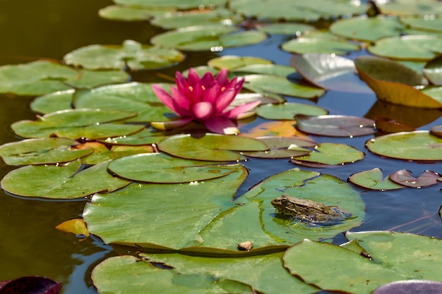 Una grande rana sullo sfondo di una ninfea rosa scuro