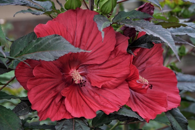 大きな庭の赤いハイビスカスの花