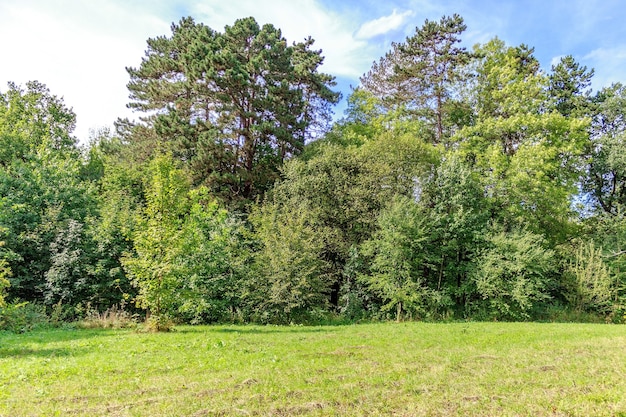 Large glade in the park, covered grass among a conifers and deciduous trees in autumn day.