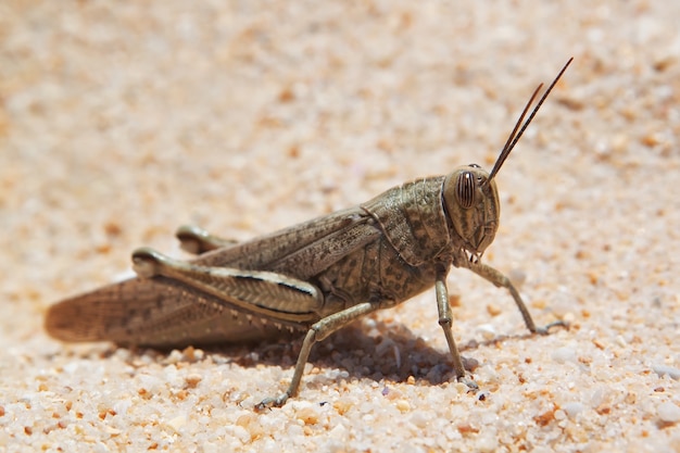 사진 큰 메뚜기, 메뚜기 해변에 basking.