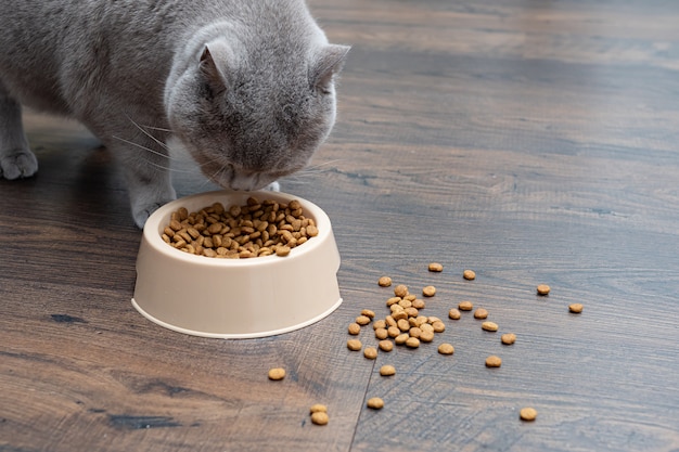 A large gray house cat eats dry food from a cat bowl. Close up. 