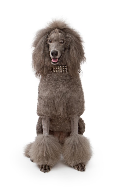 A large gray standard Poodle dog on white