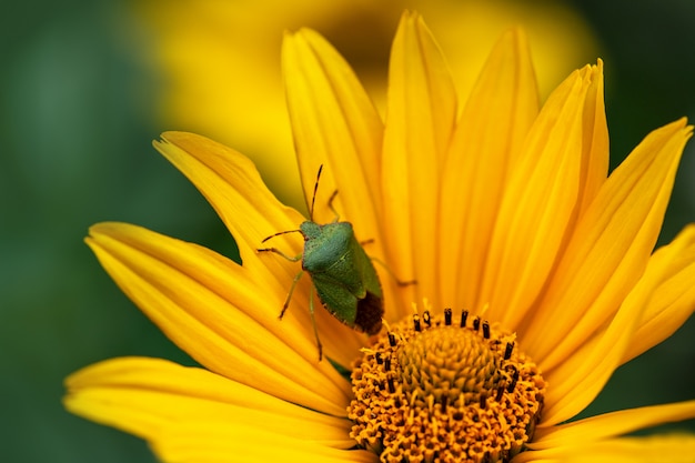 A large green bug , bedbug sits on a yellow flower in the garden.