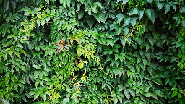 屋外の園芸におけるつる植物の大きな緑の茂み