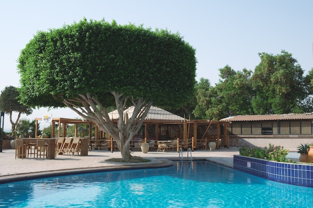 Large green ficus tree next to the resort's swimming pool