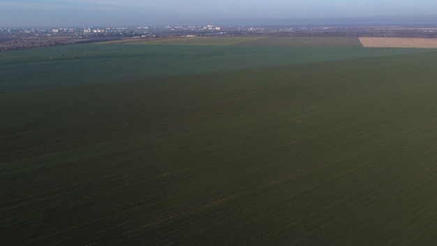 Large green field different green agricultural crops in the city on sunny day