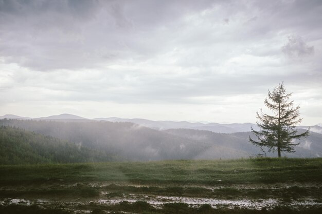 A large green field with trees in the background