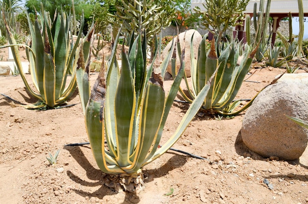 長いジューシーな葉を持つ砂漠で育つ大きな緑の新鮮なアロエ植物