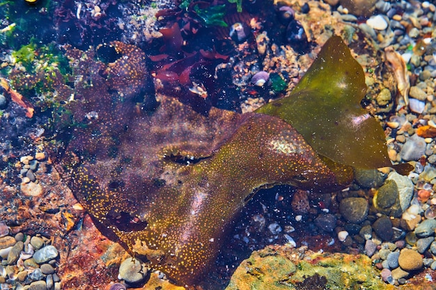 Большой кусок зеленой водоросли в океанском приливе