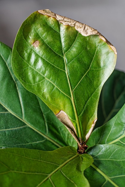 Photo large green leaf of ficus, spoiled, dry, with yellow spots. improper watering, spoiled plant, pests on domestic plants.