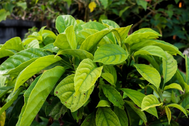 Large green leaf shrubs and backdrop blurred.