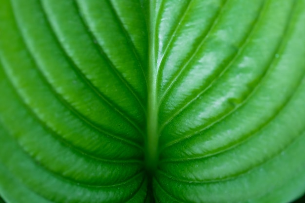 Large green leaf with veins