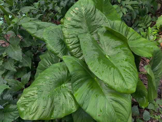 A large green leaf with the word " o " on it