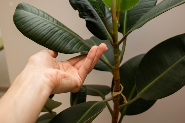 The large green leaves of the flower