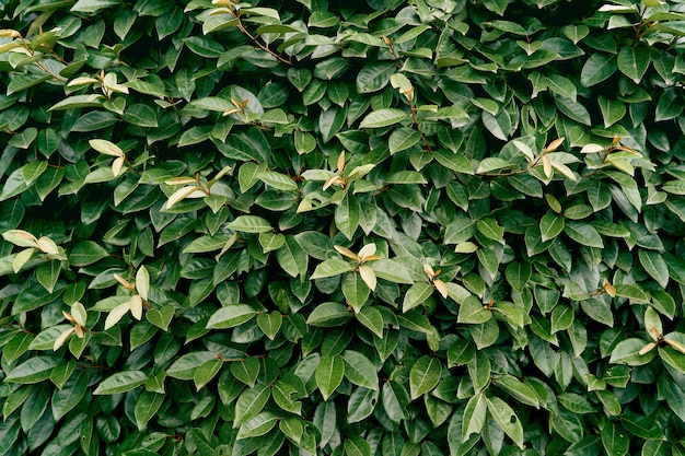 Large green leaves on a magnolia bush