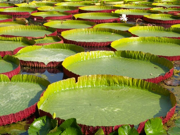 池のクローズ アップでスイレンの大きな緑の葉