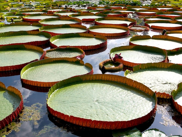 large green leaves of water lilies in the pond