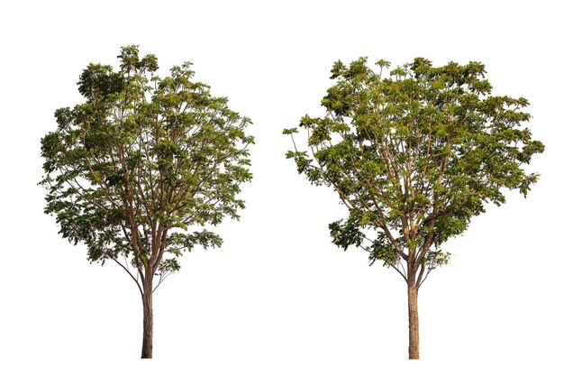 Photo large green neem tree nimtree or indian lilac isolated on white saved with clipping path