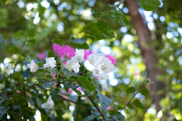 Большой зеленый олеандровый куст с розовыми и белыми цветами