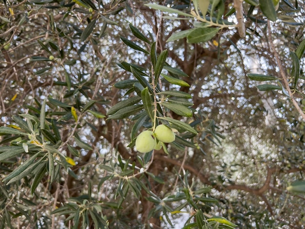 Large green olives hang on a tree branch in the garden