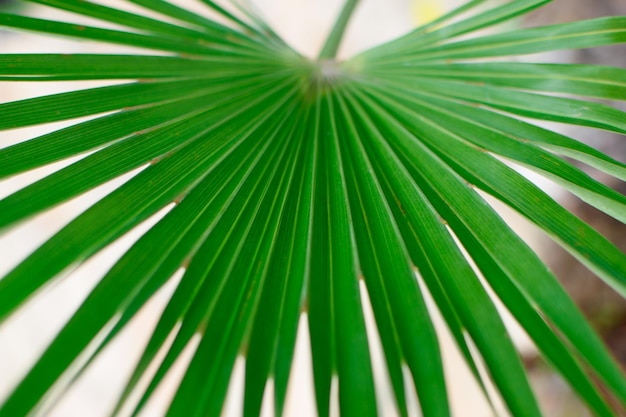 Photo large green palm leaf of the sabal minor family natural tropical background closeup