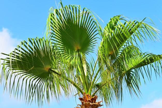 写真 青い空の背景にある大きな緑の棕葉 植物園の熱帯